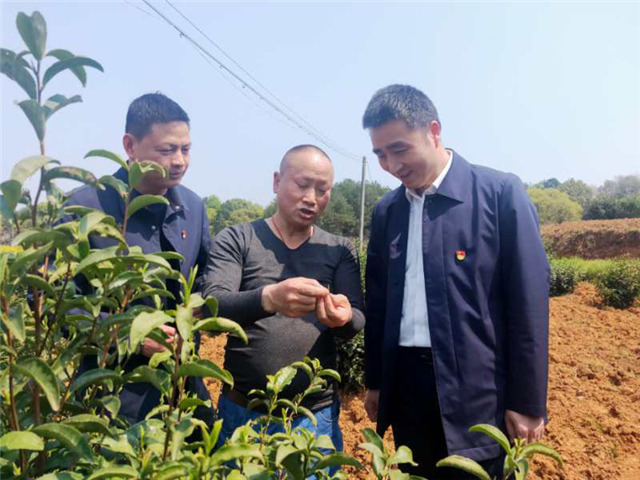 一壺好茶送春來——“精準(zhǔn)扶貧企業(yè)品牌”香露紅(圖4)