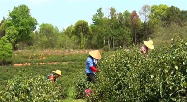 一壺好茶送春來——“精準(zhǔn)扶貧企業(yè)品牌”香露紅(圖11)